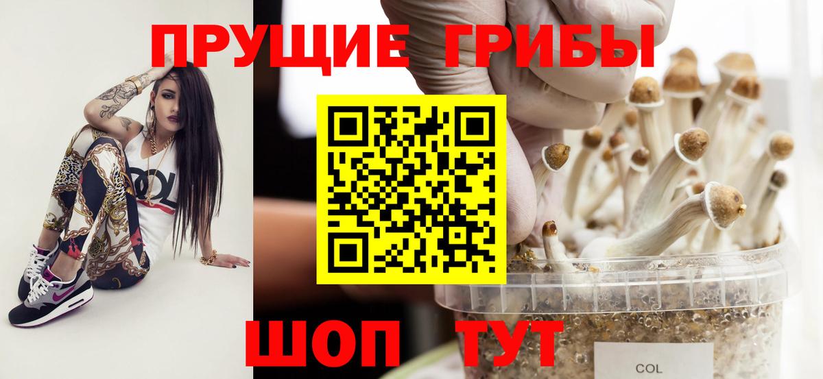 Галлюциногенные грибы Psilocybe Гудермес